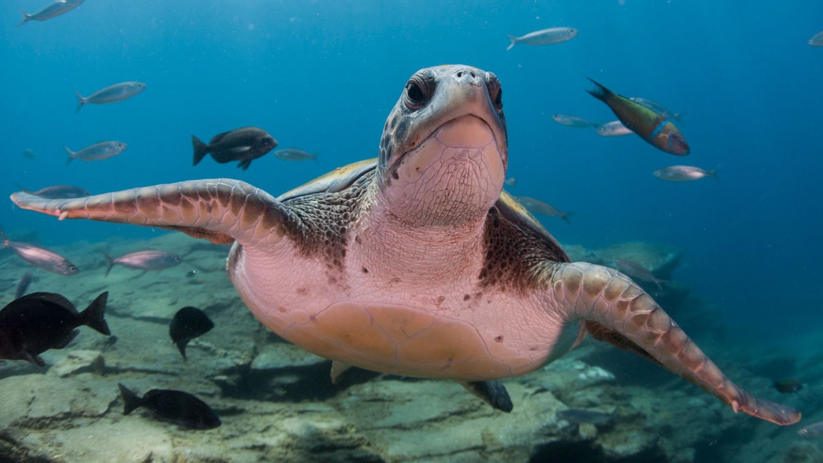 Tartaruga marinha no litoral catarinense